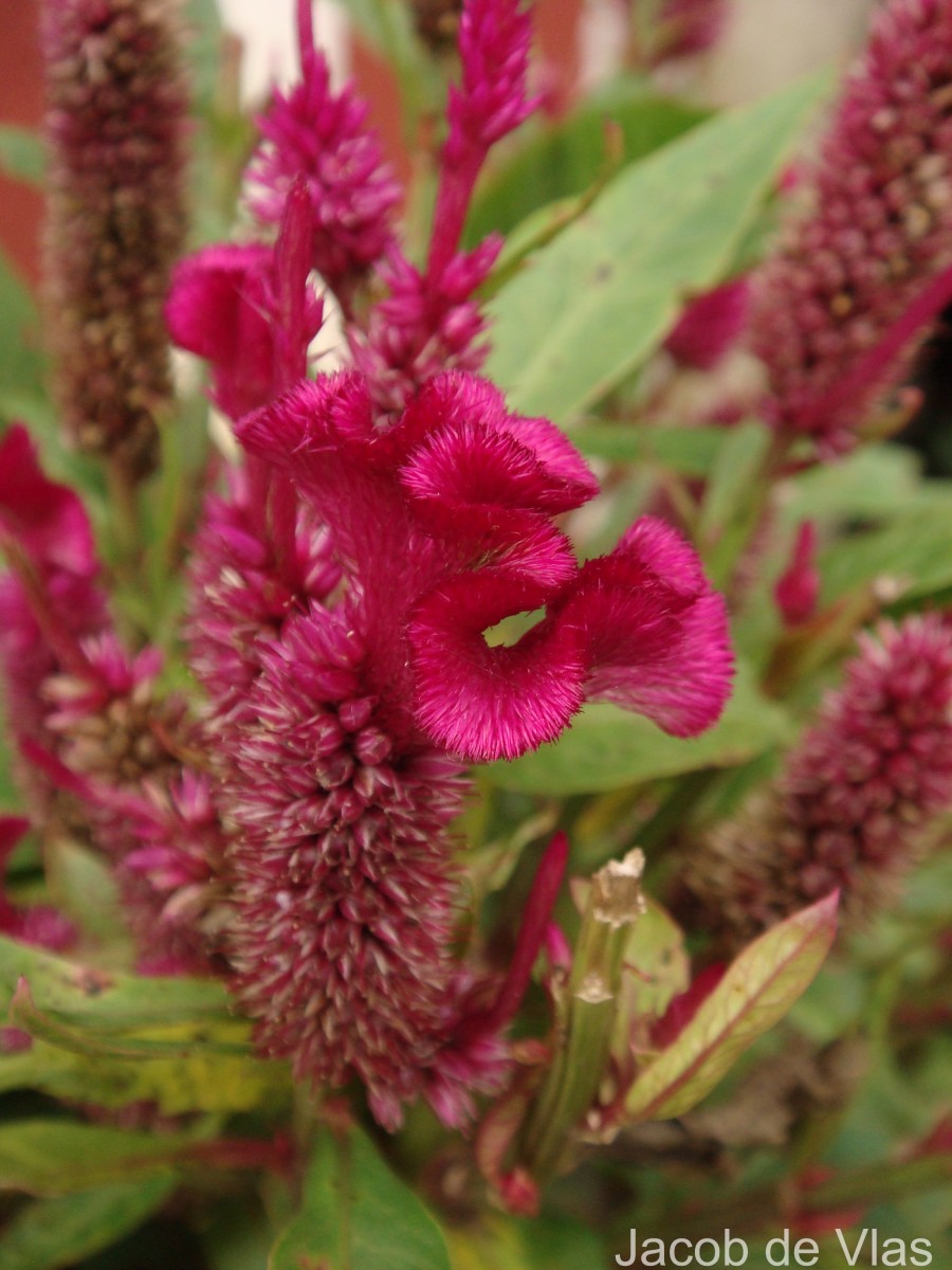 Celosia argentea L.